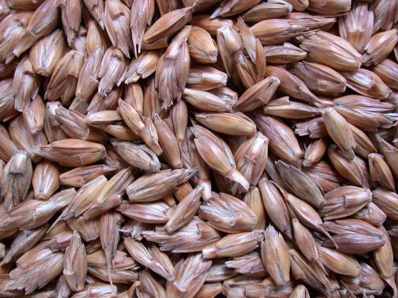 Indian Spelt Grain, Packaging Type : PP Bags