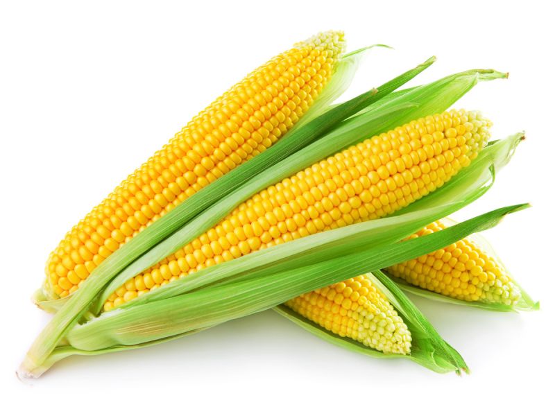 Sweet corn, Shelf Life : 10 Days