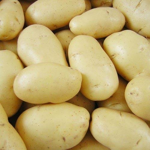 Natural Chipsona Potato, Packaging Type : Leno Bags