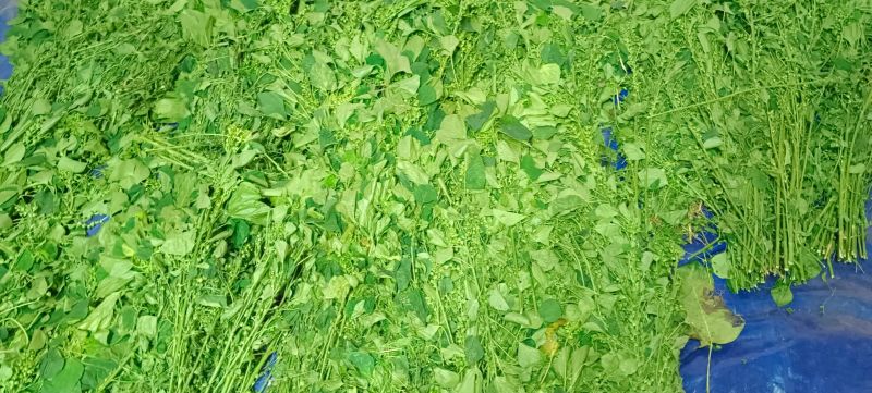 Kayal Organics indian acalypha herbal powder, Grade : A1