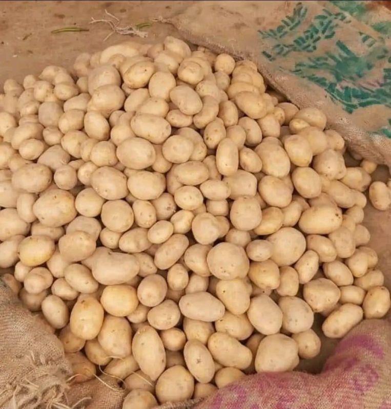 Natural Pukhraj Potato, Packaging Size : 50 Kg