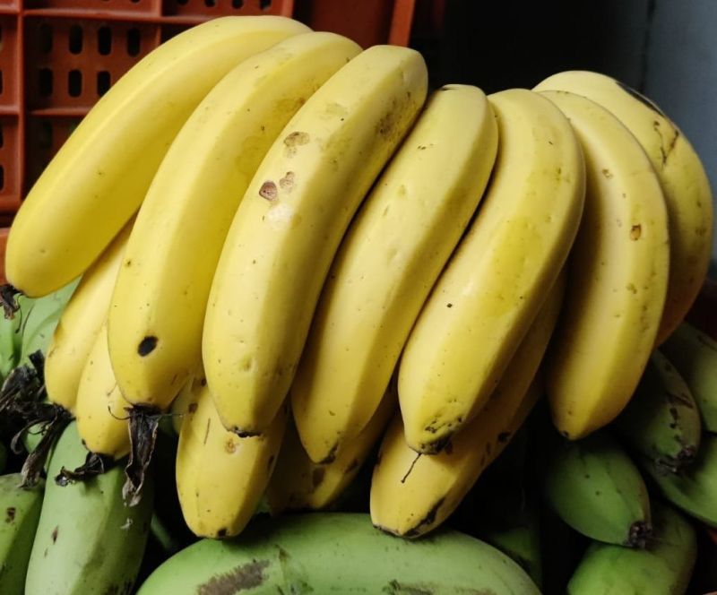 Organic A Grade Yellow Banana, Shelf Life : 3 to 5 Days