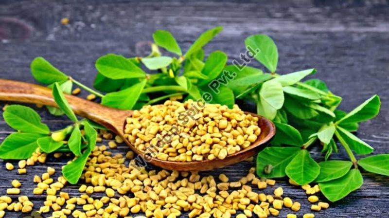 Yellow Fenugreek Seeds, for Cooking, Packaging Size : 500gm