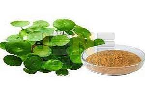 Brahmi Extract Powder