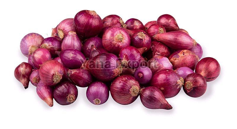 Organic Fresh Small Onion, Packaging Type : Net Bags