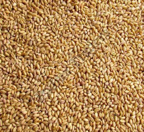 Brown Lok 1 Wheat Seeds, for Chapati, Feature : Purity, Natural Taste, Healthy