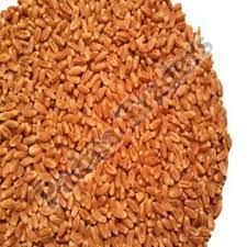 Red Hard Winter Wheat Seeds
