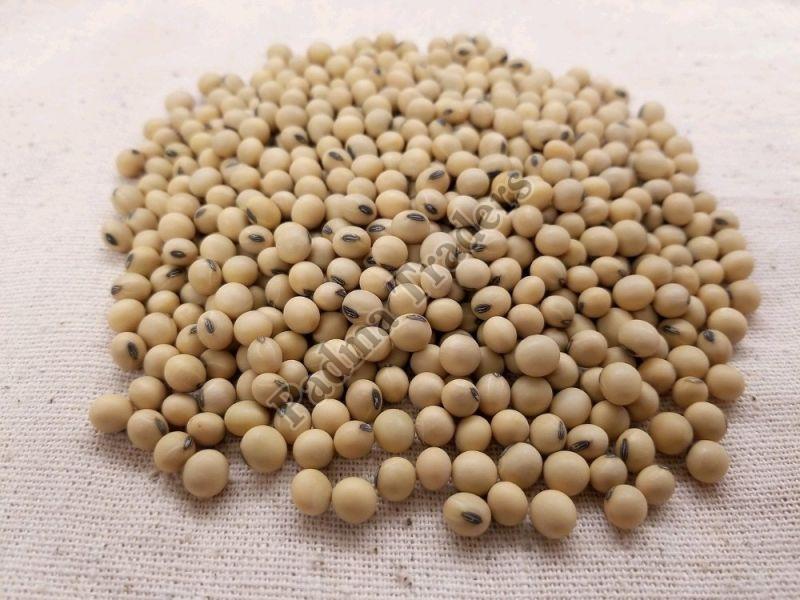 Whole Soybean Seeds