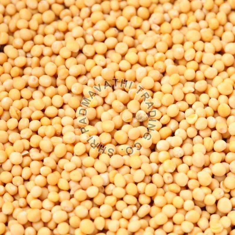 Yellow Mustard Seeds, for Cooking, Packaging Type : Plastic Packet