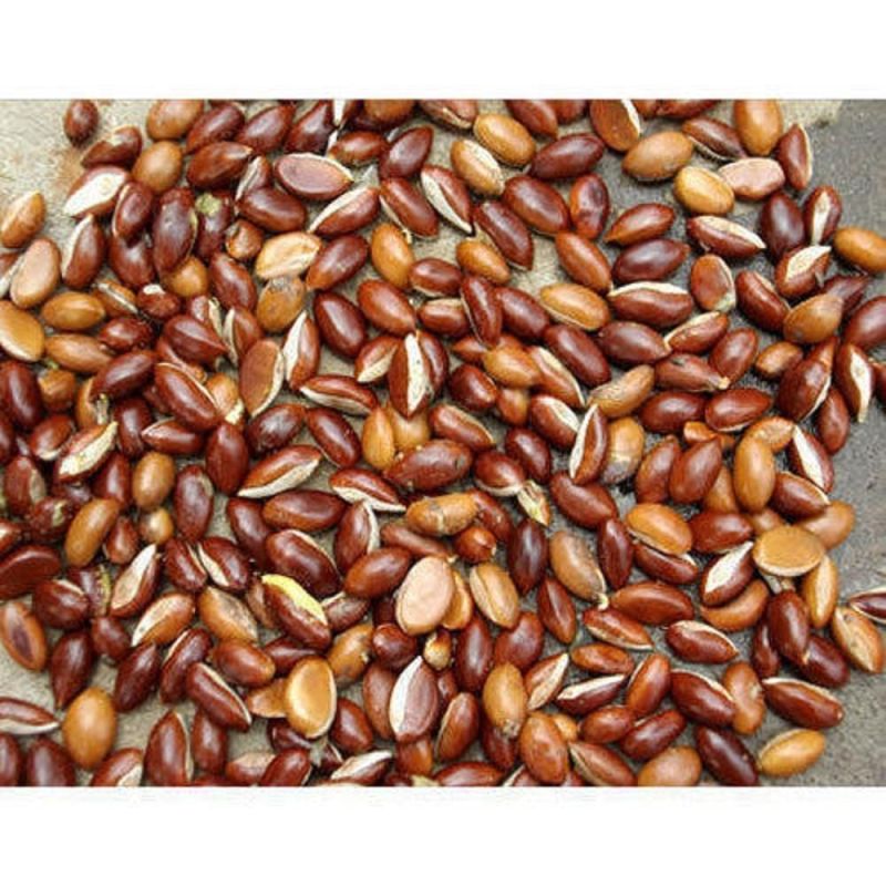 Mahua Seeds, for Ayurveda, Color : Red