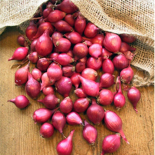 Small Size Red Onion, for Cooking, Shelf Life : 7-15days