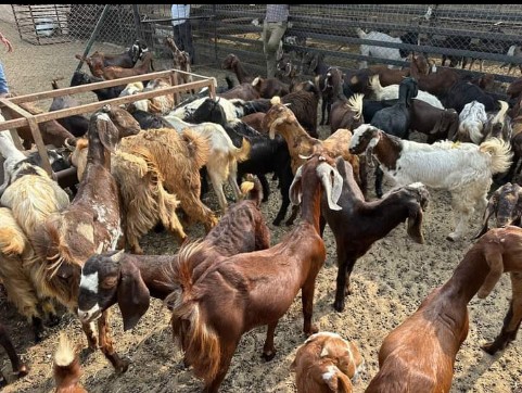 male female cutting goat