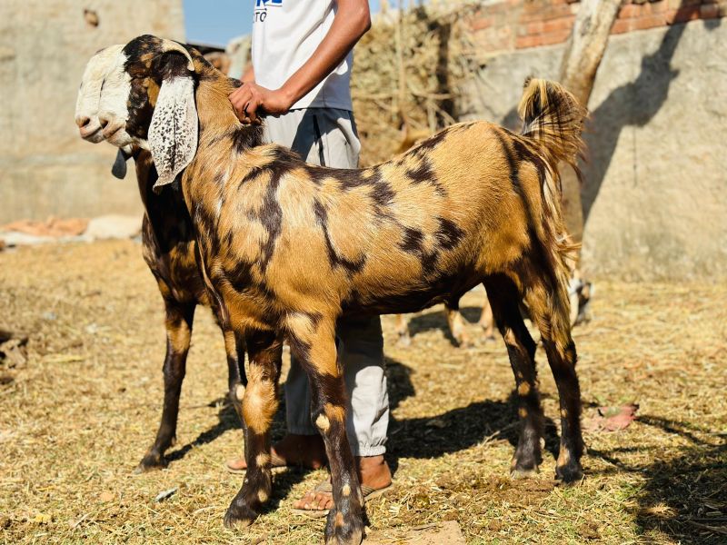 Qurbani bakre Gujari