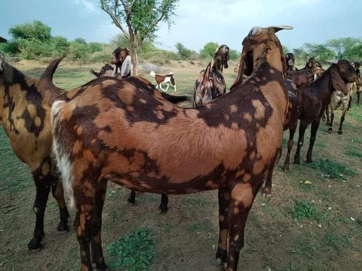 sirohi gujari goat