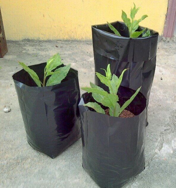 Nursery Grow Bags