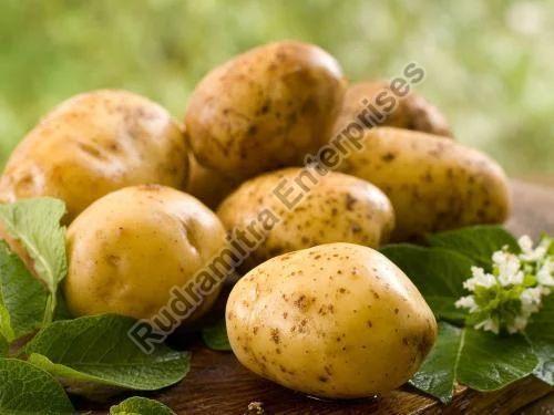 Natural Potato, Shelf Life : 10 Days