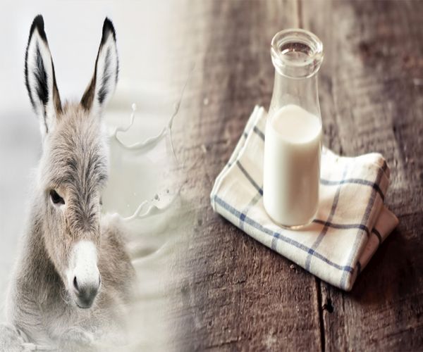 White Liquid Fresh Donkey Milk, For Medicine Use, Certification : Fssai Certified