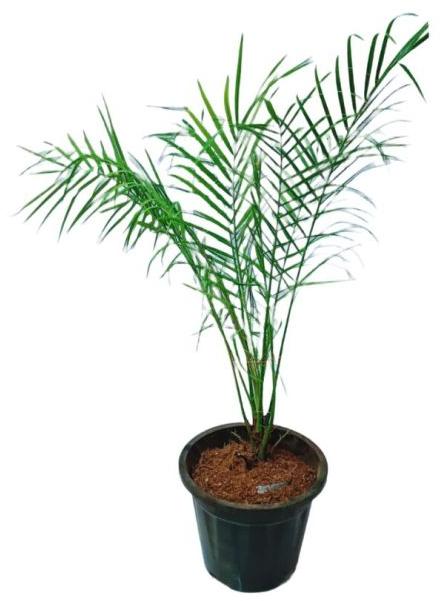 Green Phoenix Palm Plant