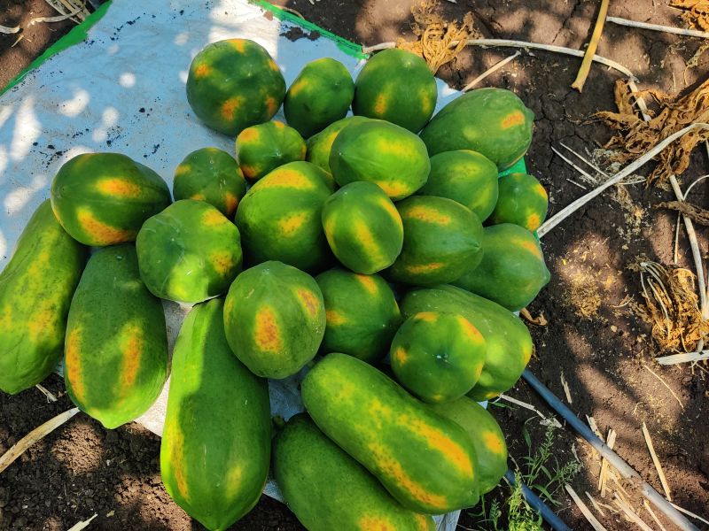 Green Fresh Papaya, Packaging Type : Bag