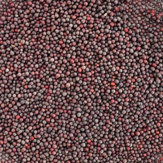Solid Common Black Mustard Seeds, For Food Medicine, Cooking, Packaging Size : 50kg