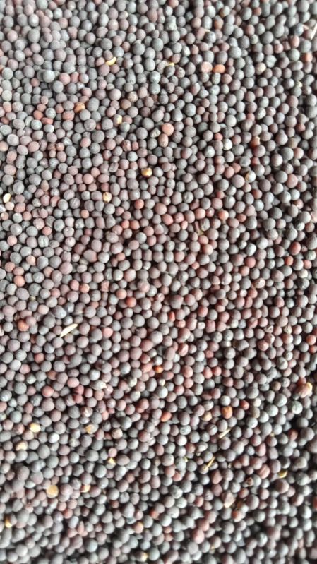 Natural Black Mustard Seeds, Packaging Type : Plastic Packet