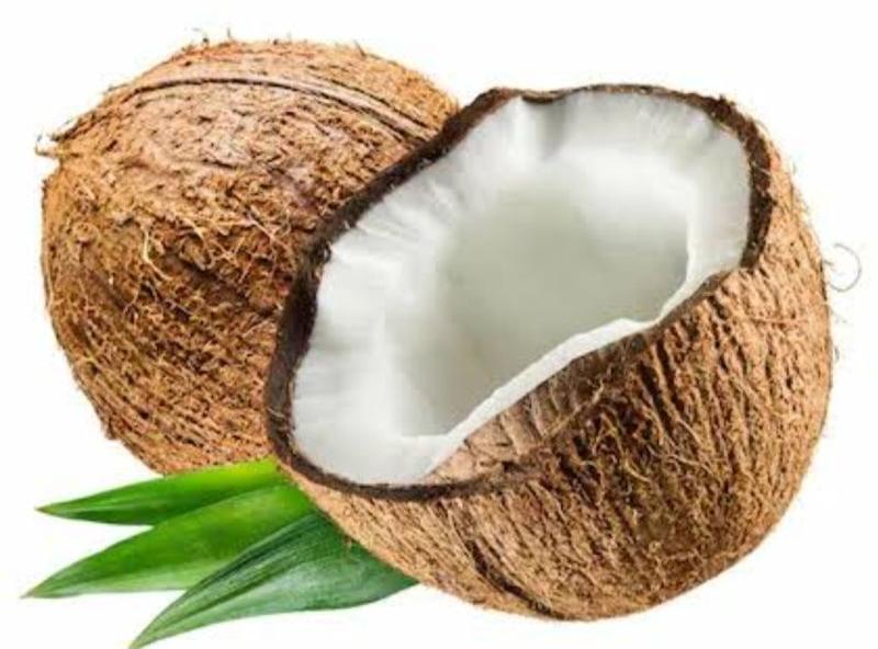 Organic Semi Husked Coconuts, For Pooja, Cooking, Coconut Size : Medium