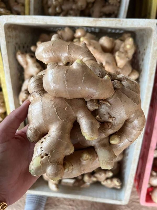 Brown fresh ginger, for Food Medical Use, Packaging Type : Mesh Bag 30kg