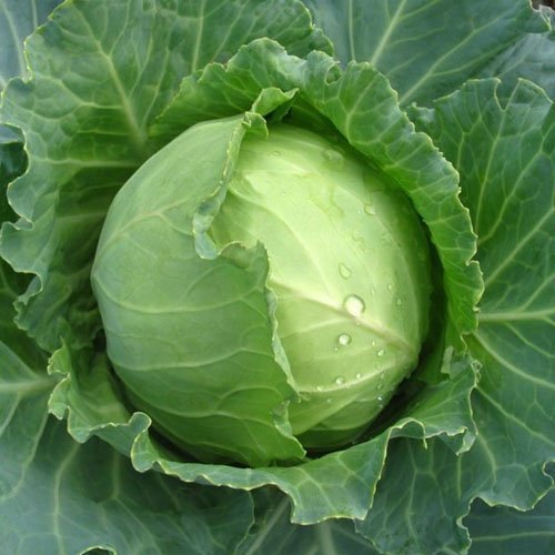 fresh cabbage