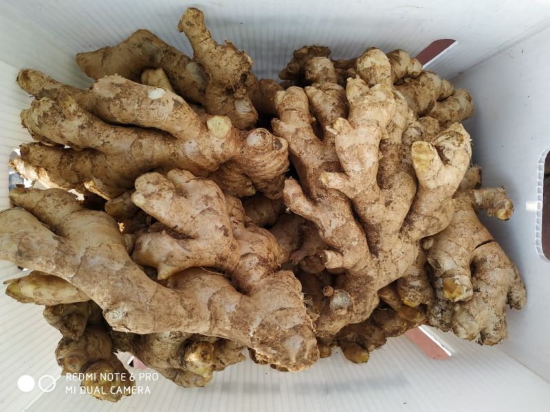 Fresh ginger, for Cooking
