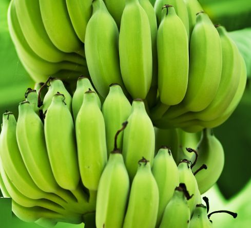 Fresh Raw Banana, Style : Natural