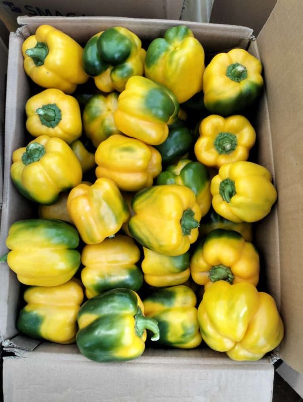 Yellow Capsicum, for Human Consumption, Packaging Type : Net Bag