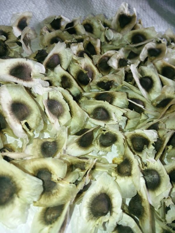 Organic Moringa  Seeds