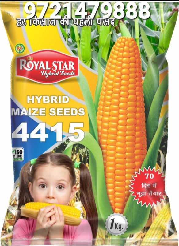 Maize seeds Hybrid