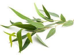 Green Natural Eucalyptus Leaves, for Medicinal Use