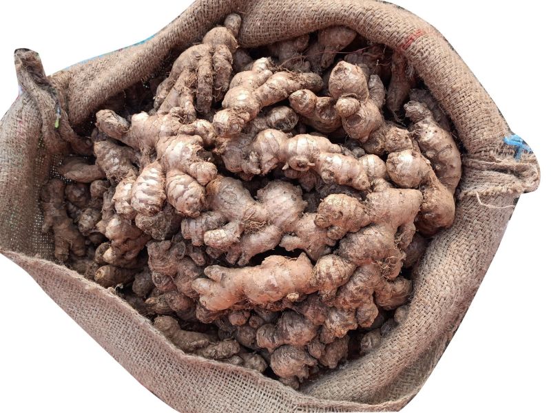 Organic Raw Ginger, for Cooking, Packaging Size : 20kg