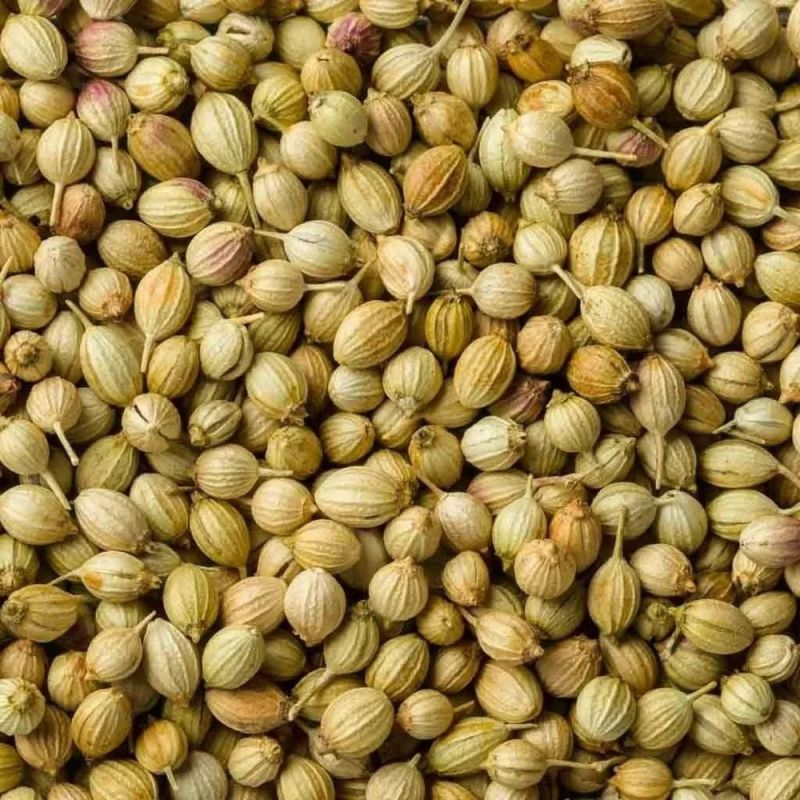 Raw Common Dried Whole Coriander Seeds, Grade Standard : Food Grade