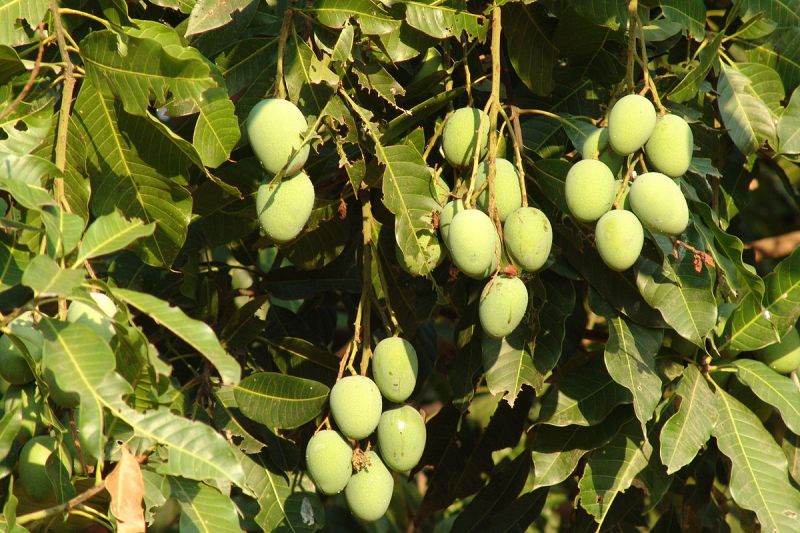 Mango Tree, For Fruits, Color : Natural Green