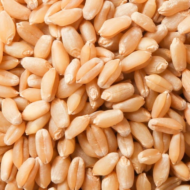 Dried Wheat Seed