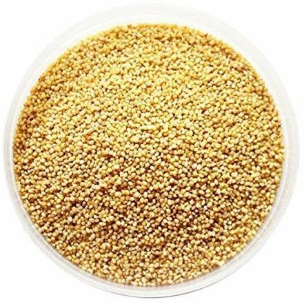 Natural Foxtail Millet Seeds, for Cooking, Cattle Feed, Style : Dried