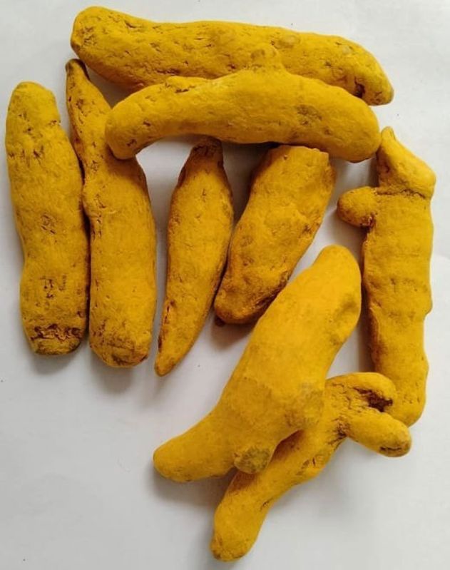 Natural Yellow Turmeric Finger, for Food Medicine, Packaging Type : Gunny Bags
