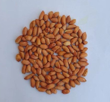 Freshia Groundnut Seeds, Packaging Size : 40 Kg