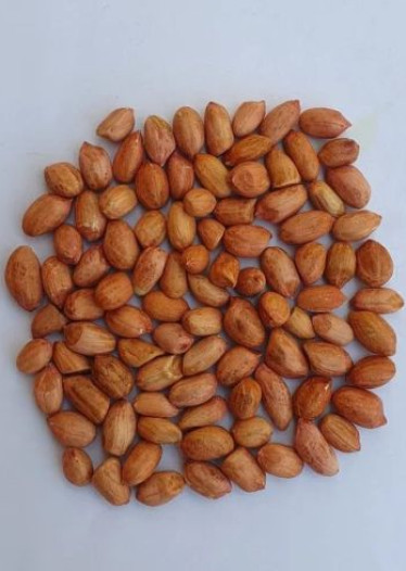 Freshia Kacang Tanah Seeds, Packaging Size : 50kg