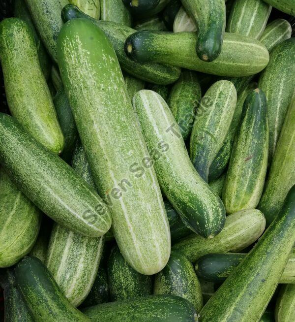 Fresh Desi Cucumber