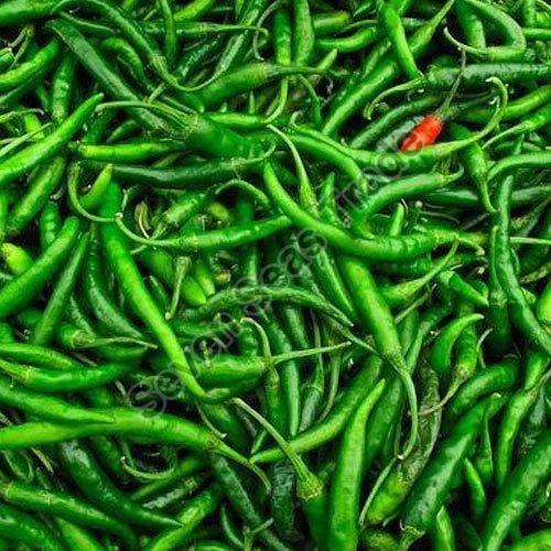 Fresh G4 Green Chilli, for Cooking, Packaging Type : Gunny Bag