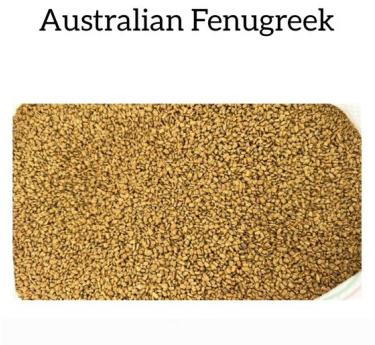 Australian Fenugreek