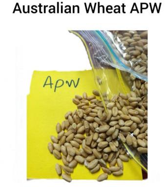 Australian Wheat APW