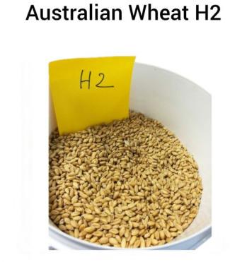 Organic Australian Wheat H2, for Roti, Khakhara, Chapati, Feature : Non Harmul, Natural Taste