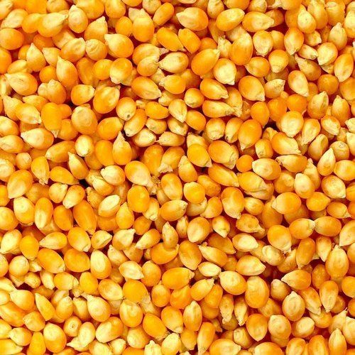 Natural Yellow Maize Seeds, For Making Popcorn, Human Food, Cattle Feed, Bio-fuel Application, Animal Food