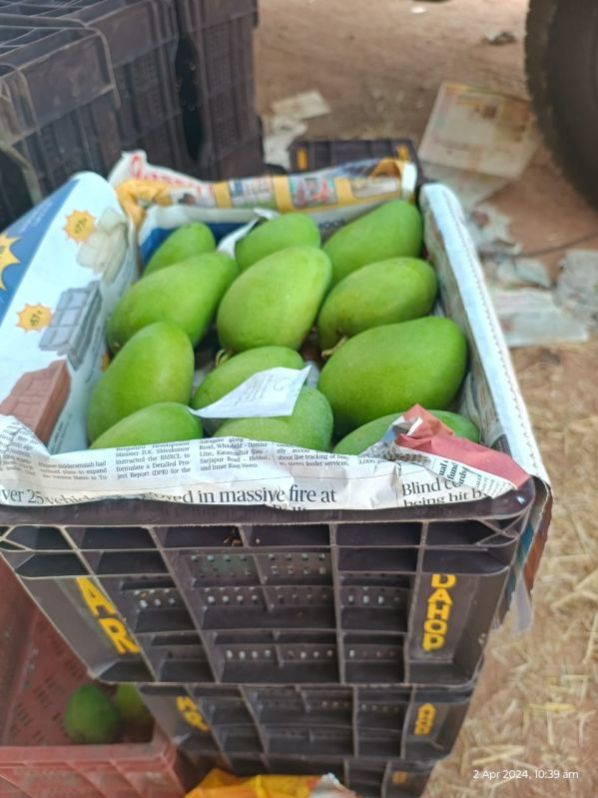 kesar mango