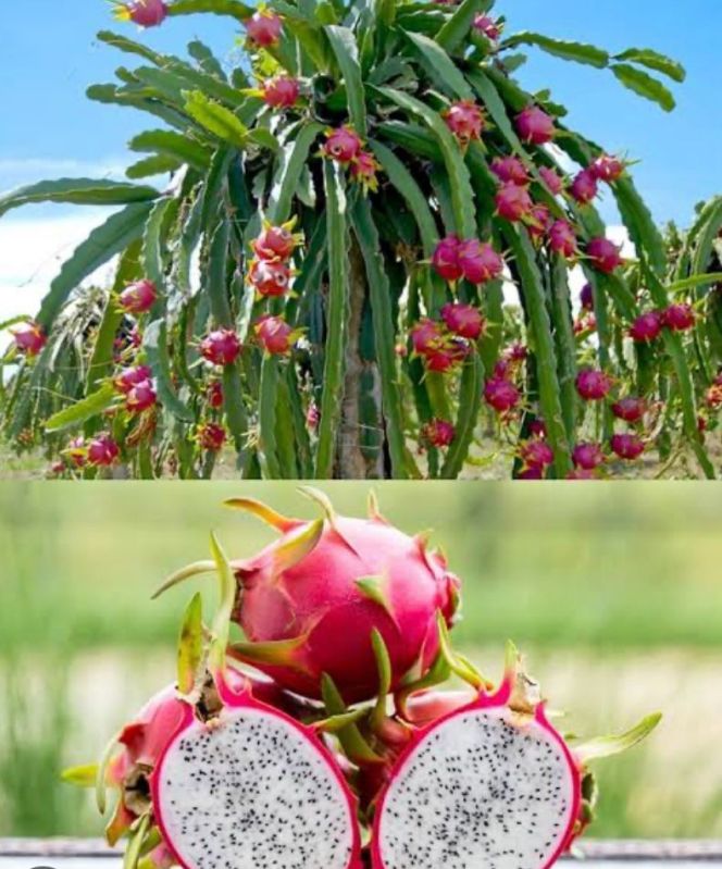 Pink Dragon Fruit, For Human Consumption